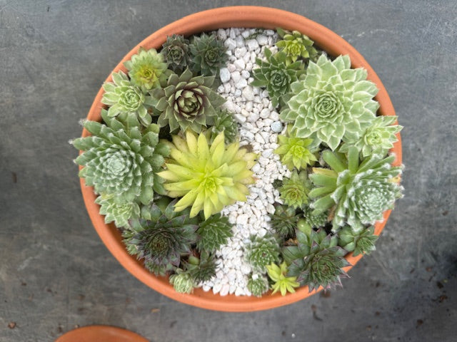 Make your own Succulent Dish Garden November 9th, 2024 10AM