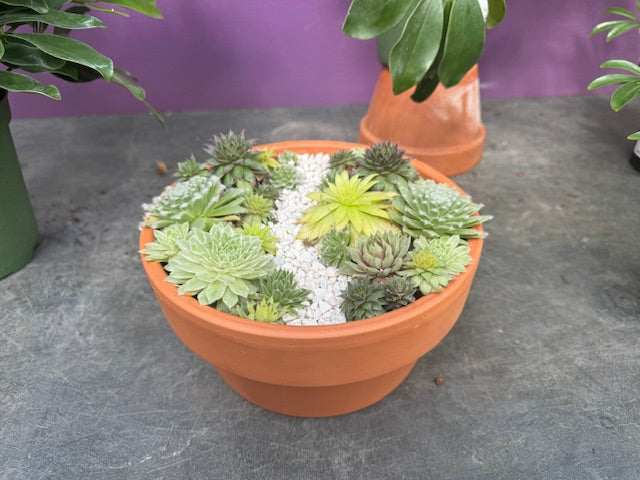 Make your own Succulent Dish Garden November 9th, 2024 10AM