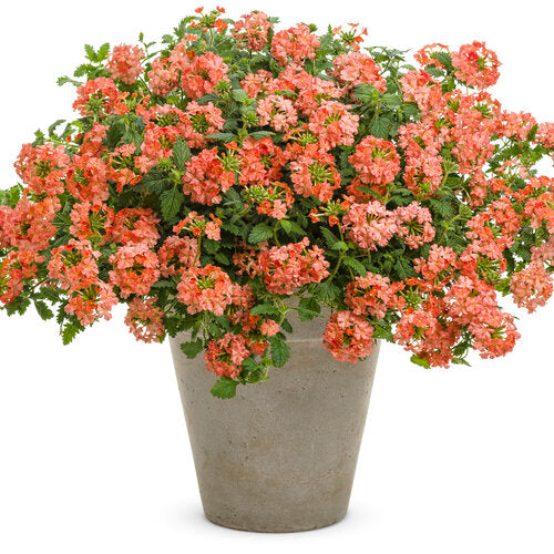Verbena - 4" Annual