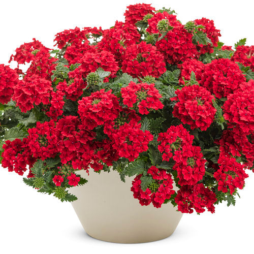 Verbena - 4" Annual
