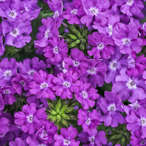 Proven Winners Superbena Violet Ice