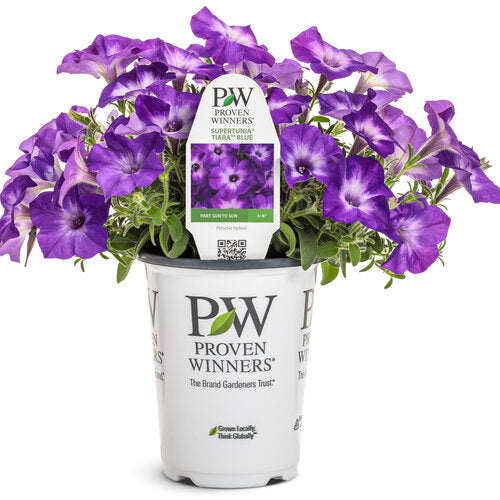 Proven Winners Supertunia Tiara