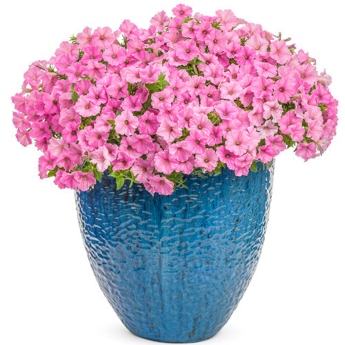 10" Proven Winners Mono Vista Bubblegum Hanging Baskets