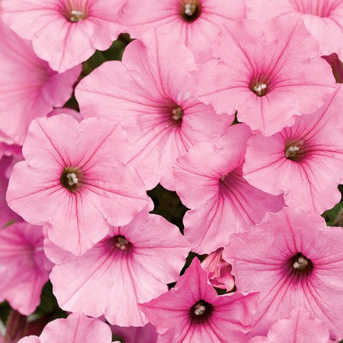 Proven Winners Supertunia Vista Bubblegum