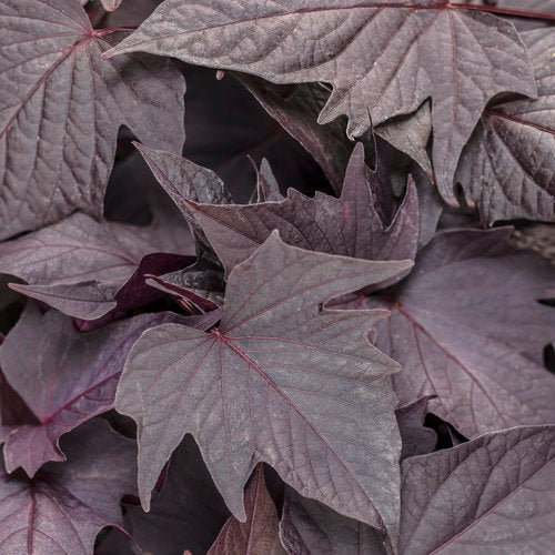 Proven Winners Sweet Caroline Potato Vines