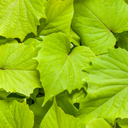 Proven Winners Sweet Caroline Potato Vines