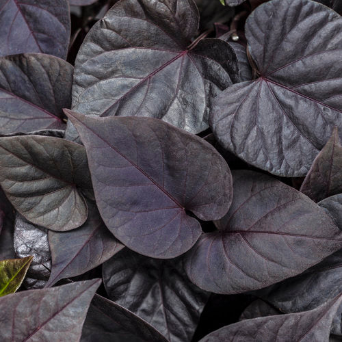 Proven Winners Sweet Caroline Potato Vines