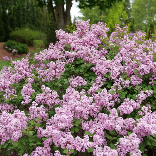 Bloomerang Purpink Lilac