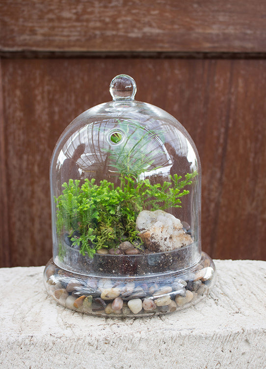 Terrarium Garden Workshop Saturday January 25th, 2025 at 10:00 AM