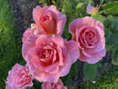 Tiffany Hybrid Tea Rose (Rosa 'Tiffany') - 3 gallon