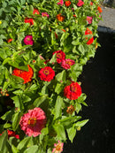 9" Fall Annuals