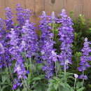 Annual Salvia - 4"