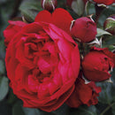 Florentina Climbing Rose