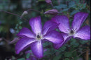 Clematis - Assorted Varieties