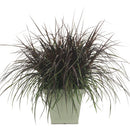 Proven Winner Graceful Grasses - 4"