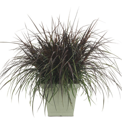 Proven Winner Graceful Grasses - 6"