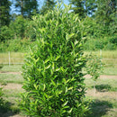 Yardline® Viburnum (VIBURNUM X YARDLINE) - QT