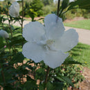 Rose of Sharon Hibiscus Shrub