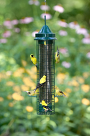 Squirrel Buster Finch Bird Feeder