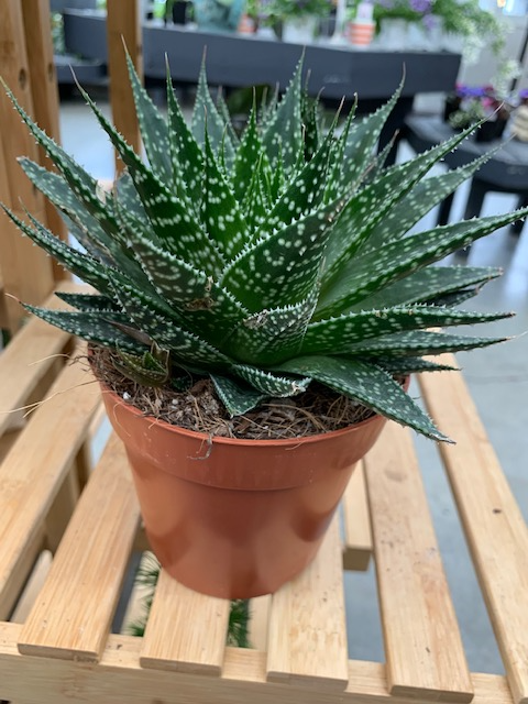 4" Gasteria Assorted