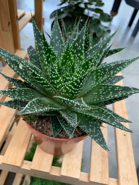 4" Gasteria Assorted