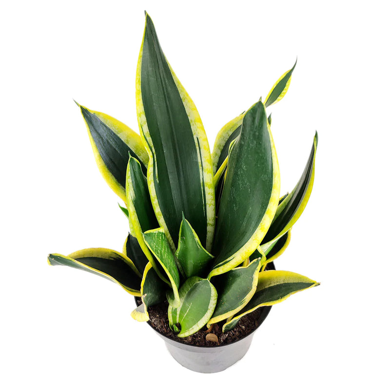 Snake Plants - Sansevieria