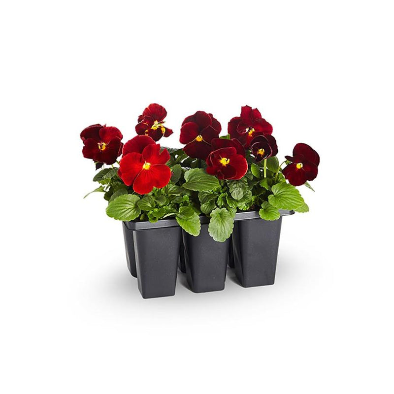 6-Pack of Pansies