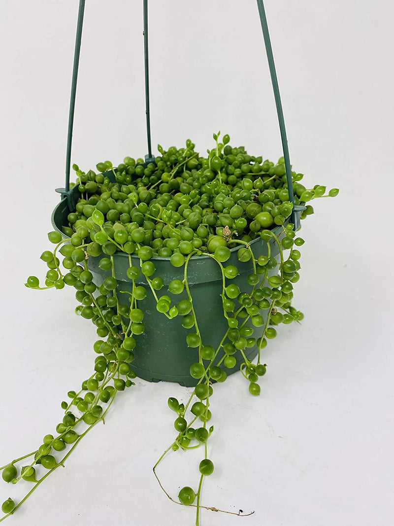 Hanging Basket String of Pearls Succulents
