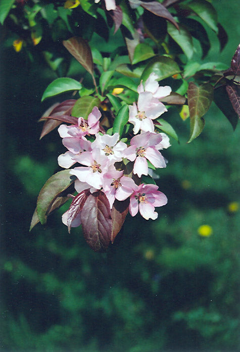 Red Splendor Flowering Crabapple