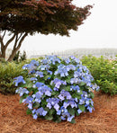 Endless Summer Pop Star Hydrangea