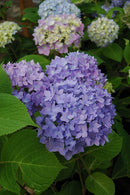 Endless Summer Big Leaf Hydrangea