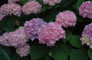 Endless Summer Big Leaf Hydrangea