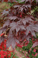 6-7' Bloodgood Japanese Maple