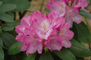 English Roseum Rhododendron