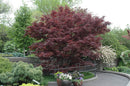 6-7' Bloodgood Japanese Maple