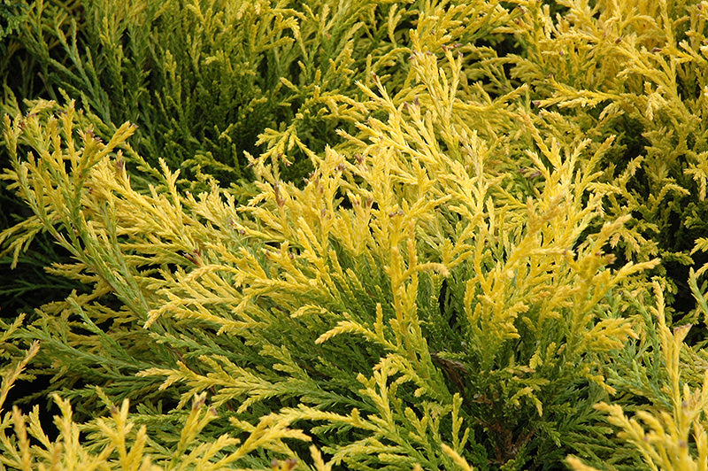 Golden Mop Falsecypress