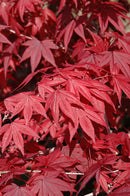 5' Emperor I Japanese Maple