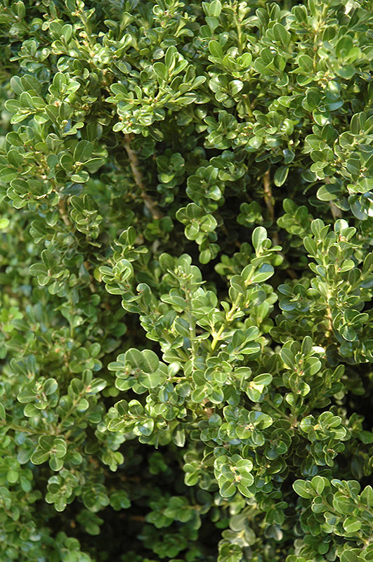 Cranberry Creek Boxwood