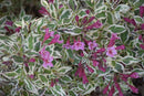 My Monet Weigela