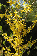 Forsythia Meadowlark