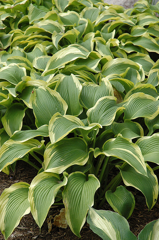 Atlantis Hosta