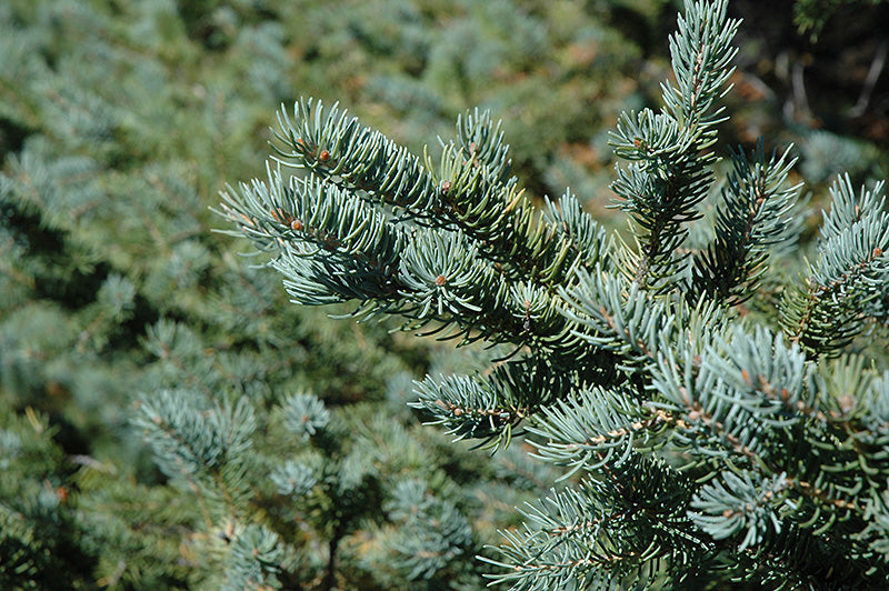 White Spruce