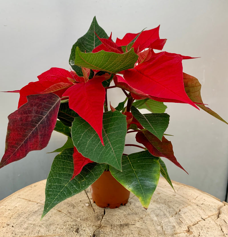 2" Holiday Poinsettias