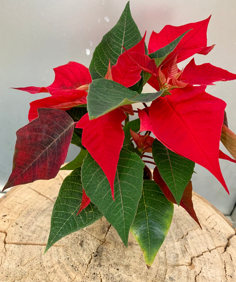 2" Holiday Poinsettias