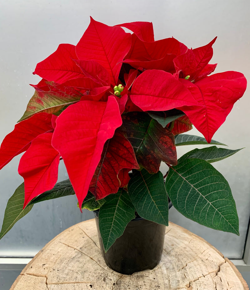 4" Holiday Poinsettia