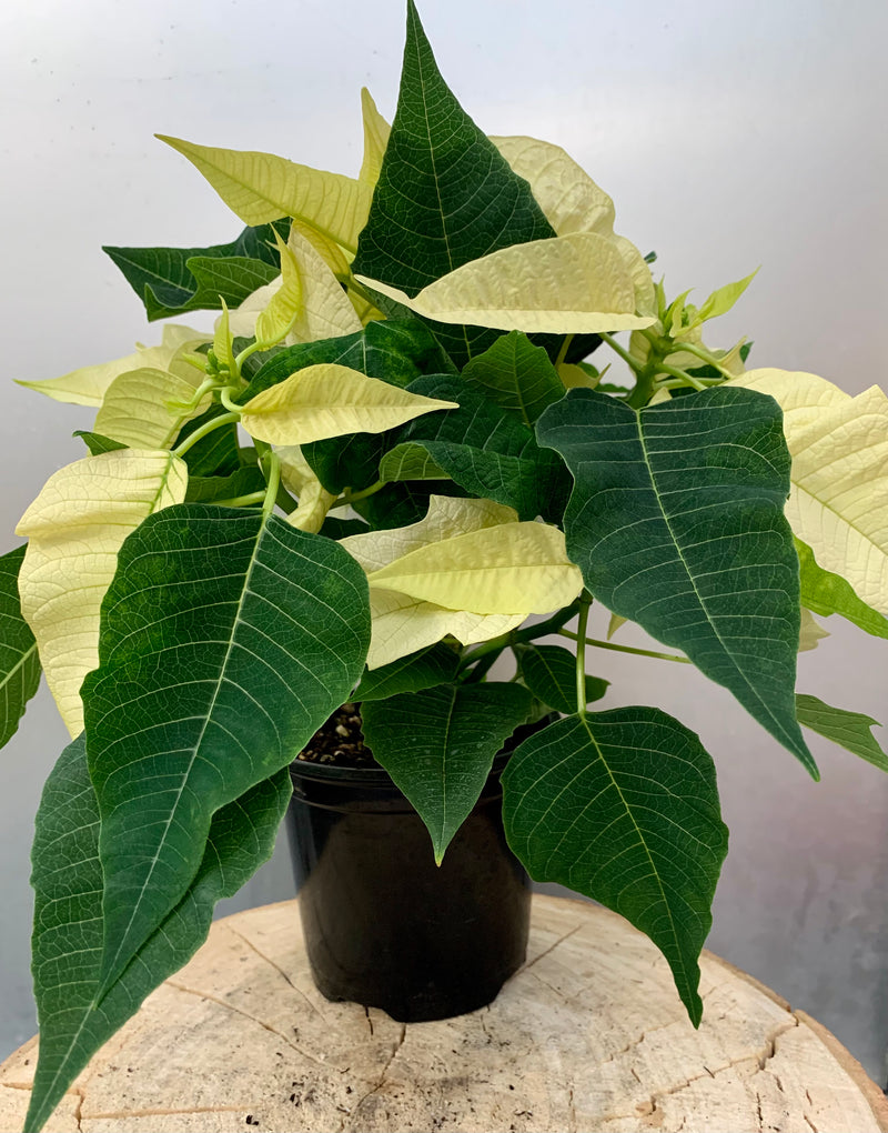 4" Holiday Poinsettia