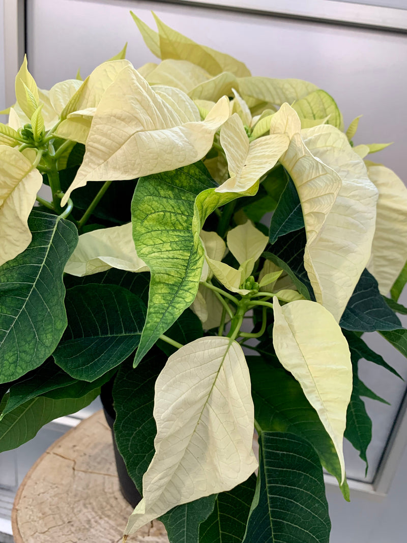 4" Holiday Poinsettia