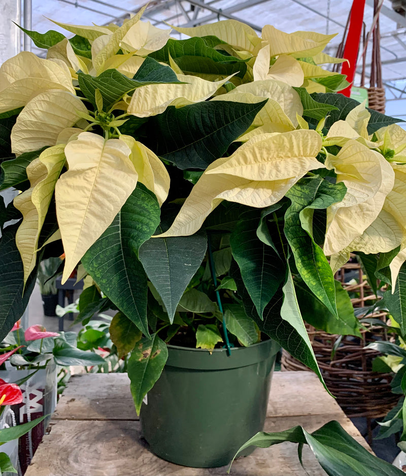 10" Holiday Poinsettia