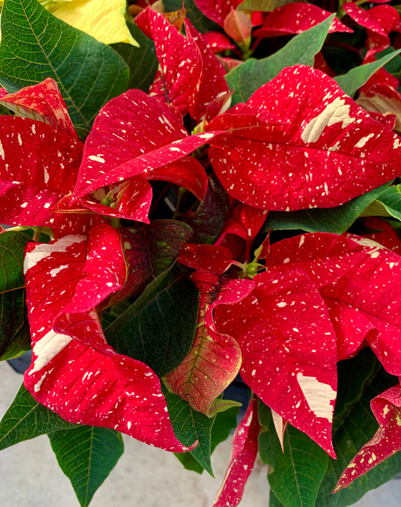 4" Holiday Poinsettia