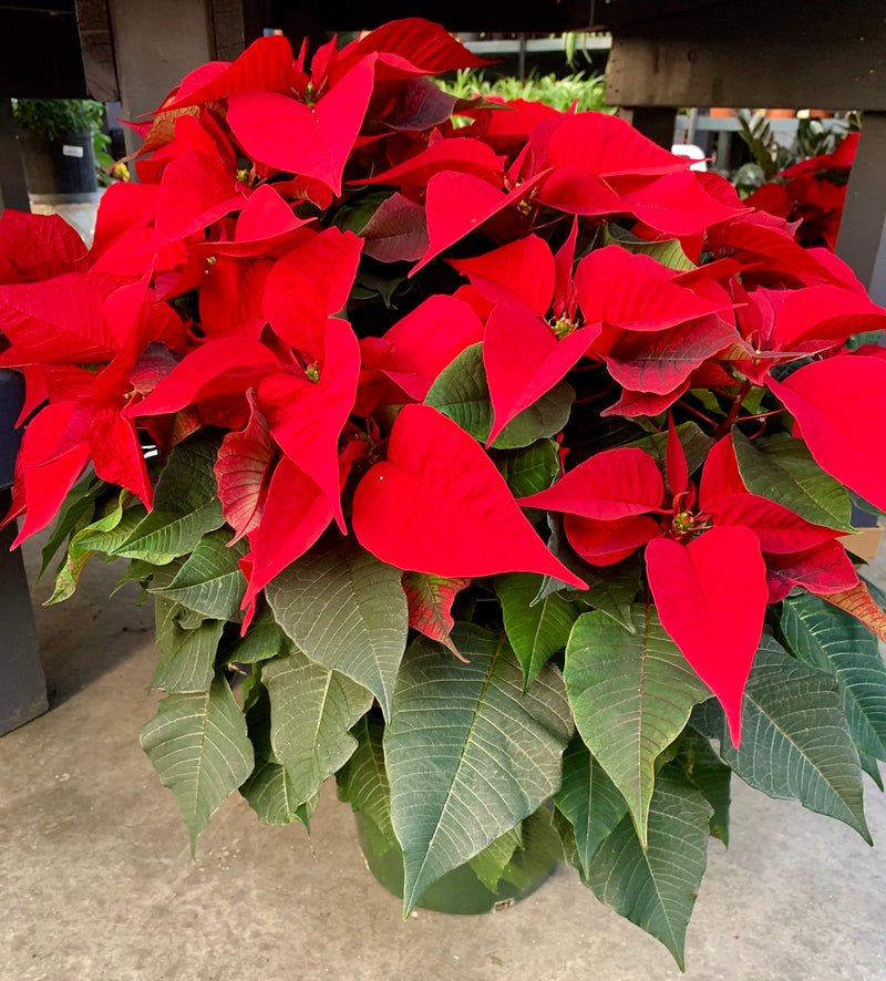 10" Holiday Poinsettia